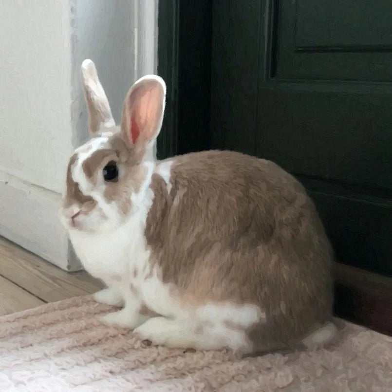 Peinture par numéro personnalisée KIMUO d’un lapin