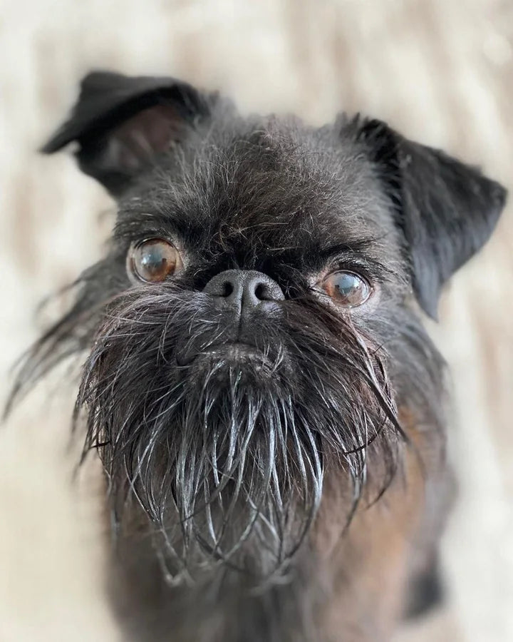 Photo d’un petit chien griffon avant transformation en peinture par numéro personnalisée