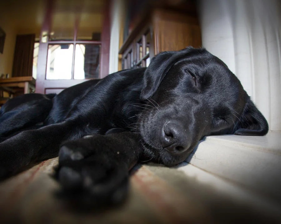 Photo d’un labrador noir endormi avant transformation