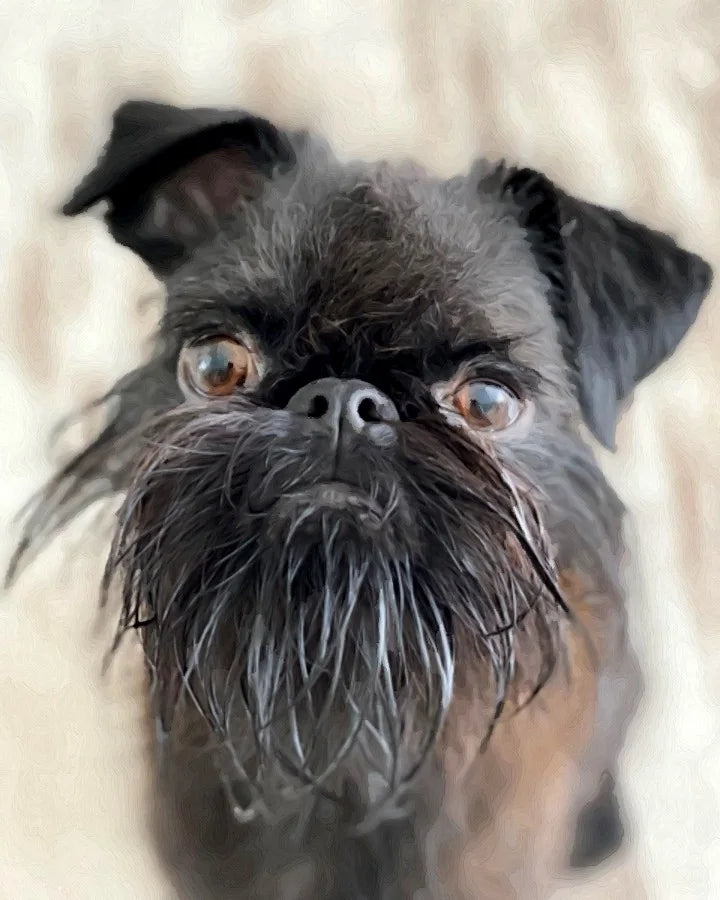 Peinture par numéro personnalisée réalisée à partir de la photo d’un chien griffon