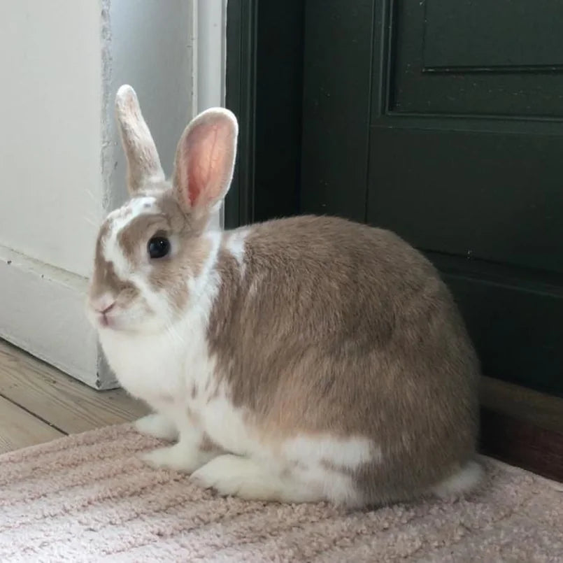 Photo originale d’un lapin